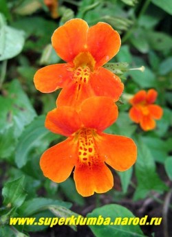 ГУБАСТИК МЕДНО-КРАСНЫЙ "Уайткрофт Скарлет" (Mimulus cupreus " Whitecroft Scarlet" ) Многолетнее почвопокровное растение до 12-15 см высотой, с чуть приподнимающимися побегами. Цветки от медно-красных до медно-оранжевых оттенков. Диаметр цветка до 3 см. Цветет с июля по сентябрь. НЕТ В ПРОДАЖЕ