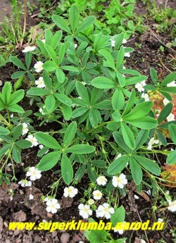 ЛАПЧАТКА БЕЛАЯ (Potentilla alba) травянистое растение 8-15 см высотой с пальчато-лопастными блестящими листьями, обильно цветущее белыми цветами до 3 см в диаметре. Цветет с мая по август. Корневище используется в лечебных целях, особено эффективна при заболеваниях щитовидной железы, а также гипертензии, желудочно-кишечных заболеваниях, как противоопухолевое и др. НОВИНКА! ЦЕНА 200-250 руб (1 делёнка)