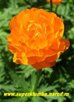 КУПАЛЬНИЦА АЗИАТСКАЯ или ЖАРКИ (Trollius asiaticus) цветок крупным планом. Цветки крупные, шаровидные, диаметром до 5 см, чашелистики оранжево-красные. ЦЕНА 300 руб (делёнка)