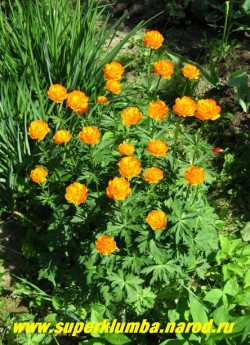 КУПАЛЬНИЦА АЗИАТСКАЯ или ЖАРКИ (Trollius asiaticus) сказочно красивое растение, когда цветет кажется , что в саду горят яркие огоньки, высота до 60 см, цветет май-июнь в течение 20-30 дней, ЦЕНА 300 руб ((делёнка)