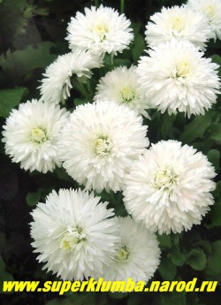 МАРГАРИТКА БЕЛАЯ МАХРОВАЯ (Bellis perennis) , пышные кустики высотой 10-15 см с крупными ( до 6 см в диаметре ) белыми густомахровыми цветами, цветет очень обильно с середины мая-июль, ЦЕНА 100 руб (1 шт)