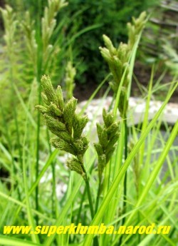 ОСОКА ПАЛЬМОЛИСТНАЯ "Вариегата"(Carex muskingumensis "Variegata") Зеленоватые соцветия появляются в июне-июле. ЦЕНА 200-250 руб (1 дел)