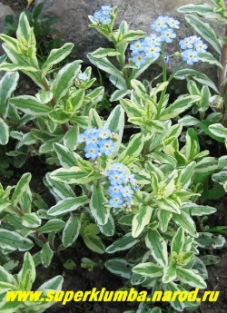 НЕЗАБУДКА БОЛОТНАЯ "Вариегата" (Myosotis palustris "Variegata") Незабудка с красивой вариегатной бело-зеленой листвой . Цветет голубыми цветами с мая до осени, высота до 25 см, любит влажную почву, поэтому хорошо подойдет для обсадки декоративных водоемов. НЕТ В ПРОДАЖЕ