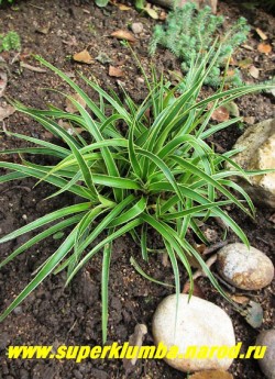 ОЖИКА ЛЕСНАЯ "Маргината" (Luzula sylvatica "Marginata") Темно-зеленые блестящие листья шириной до 15 мм с широкой кремовой каймой по краю, соцветия – светло-коричневые метёлки. Высота до 20 см, ЦЕНА 200-250 руб .