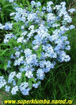 НЕЗАБУДКА ЛЕСНАЯ (Myosotis sylvatica) , непременный атрибут каждого сада, пышные кустики с нежно-голубыми цветами украсят цветник с мая по июль, двулетка ,но прекрасно возобновляется самосевом, высота 15-20 см, ЦЕНА 100 руб