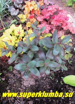 ОЧИТОК ТЕЛЕФИУМ "ПИКОЛЕТТЕ" (Sedum telephium ''Picolette'') в начале вегетации и в тени имеет более зеленый тон листвы, на полном солнце становится темн-пурпурным. На фото типичная посадка в полутени. ЦЕНА 200 руб ( 1 деленка)