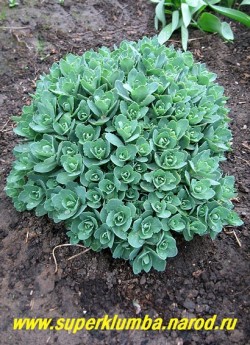 ОЧИТОК ВИДНЫЙ "Бриллиант" (Sedum spectabile "Brilliant") весной , прямостоячее растение до 50 см в высоту , листья сидячие, крупные, овальные или лопатчатые, голубовато-зеленые , голые, по краю зубчатые. ЦЕНА 100-200 руб (1 деленка)