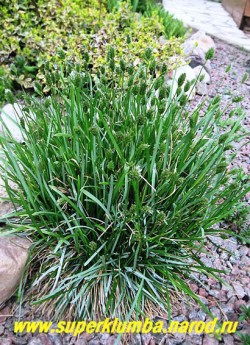 цветет СЕСЛЕРИЯ ГОЛУБАЯ (Sesleria caerulea) . Цветет маленькими зелеными колосками в июне. Хорошо смотриться как бордюрное растение, замечательно сочетается со всеми многолетниками. ЦЕНА 150-200 руб,