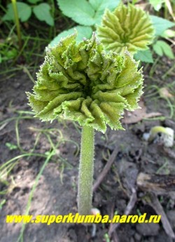 Молодой лист АСТИЛЬБОИДЕСА ПЛАСТИНЧАТОГО (Astilboides tabularis) забавно свернутый и потому напоминает гриб сморчок. ЦЕНА 300 руб. (делёнка)