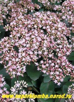 ОЧИТОК ТЕЛЕФИУМ "МАТРОНА" (Sedum telephium ''Matrona'') розовые цветки в крупных щитковидных соцветиях . Как и все остальные седумы предпочитает солнечное местоположение и нейтральные или слабокислые почвы. ЦЕНА 200 руб (1 деленка)