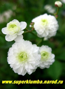 ЛЮТИК БОРЕЦЕЛИСТНЫЙ "Флоре Плено" (Ranunculus aconitifolius flore pleno) высота до 40 см, цветет в мае - июне белоснежными густомахровыми цветами 2- 2,5 см в диаметре, зимостоек, ЦЕНА 300 руб (делёнка)