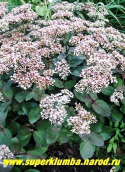 ОЧИТОК ТЕЛЕФИУМ "Матрона" (Sedum telephium ''Matrona'') Высокий до 60 см красивый мощный очиток с мясистыми сине-зеленые листьями с красным окаймлением по краю и пурпурными стеблями покрыты облаками светло-розовых соцветий, цв. август-сентябрь. ЦЕНА 200 руб (1 деленка)