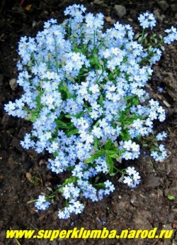 НЕЗАБУДКА АЛЬПИЙСКАЯ САДОВАЯ (Myosotis х hybrida) Очень низкая и компактная форма незабудки с нежно-голубыми цветами, цветет с середины мая очень долго 30-40 дней, двулетка ,но прекрасно возобновляется самосевом.высота 8-15 см, ЦЕНА 150 руб