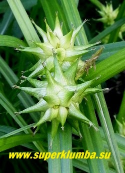 ОСОКА ГРЕЯ (Carex grayi) Плоды-звезды крупным планом. Хорошо растет на сырых местах и по берегам водоемов, но также выносит довольно сухие места и яркое солнце. Используется для одиночных посадок, создания бордюров, в массе по берегам водоемов. Интересна в срезке для аранжировки, в том числе как сухоцвет. НОВИНКА! ЦЕНА 250 руб (1 дел)