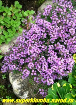 ТИМЬЯН ПОЛЗУЧИЙ "Пепл бьюти" (Thymus serpyllum "Purple beauty") Многолетнее растение 5-10 см высотой с ползучими волосистыми стеблями густо усаженными мелкими овальными листочками. Цветет сплошным ковром пурпурно-лиловыми цветами, собранными в головчатые соцветия, в июле — августе 25-30 дней. Очень красив на горке и бордюре. ЦЕНА 200-300 руб (1 деленка)