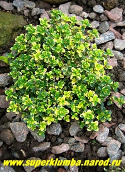 ТИМЬЯН ЛИМОННОПАХНУЩИЙ "Дун Веллери" (Thymus citriodorus "Doone Vallery") Миниатюрный полукустарничек с мелкими кожистыми зелеными с желтыми пятнами листочками, имеющими лимонный запах. Высота 7-13 см . Цветет в июне-июле розовыми цветами, собранными в головчатые соцветия . НЕТ В ПРОДАЖЕ