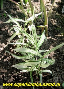 ХАСМАНТИУМ ШИРОКОЛИСТНЫЙ "Риве мист" (Chasmanthium latifolium "River Mist") Плотный кустик с яркой широкой белой с узкими зелеными полосками листвой. Цветет красивыми серебристо-розовыми колосками с конца июля. Высота 20-35 см НОВИНКА! 
НЕТ В ПРОДАЖЕ