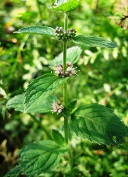 МЯТА КОЛОСИСТАЯ или САДОВАЯ (Mentha spicata) самая популярная из мят с мягким мятным ароматом., Листья используются в чай, кондитерские изделия и т.д., высота до 60 см, ЦЕНА 100-150 руб (деленка )