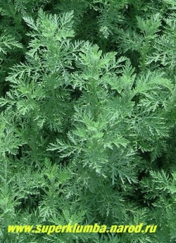 ПОЛЫНЬ ПОНТИЙСКАЯ или РИМСКАЯ (Artemisia pontica) седая ажурная листва очень декоративна. Она более душистая, чем полынь обыкновенная и менее горькая. Употребляют её в тех же случаях, что и обыкновенную, особенно в мясные кушания. ЦЕНА 200 руб (1 дел)
