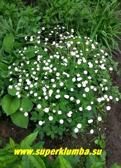 ЛЮТИК БОРЕЦЕЛИСТНЫЙ "Флоре Плено" (Ranunculus aconitifolius flore pleno ) цветущий куст в моем саду. ЦЕНА 300 руб. (делёнка)