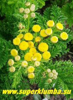 ПИЖМА ОБЫКНОВЕННАЯ "Криспа" (Tanacetum vulgare "Crispa") Соцветие пижмы. НЕТ В ПРОДАЖЕ