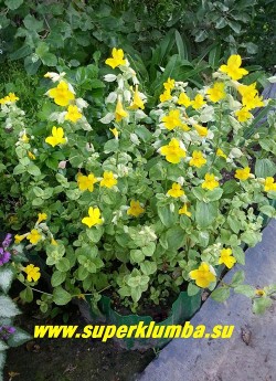 ГУБАСТИК КРАПЧАТЫЙ "Ричард Биш" (Mimulus guttatus "Richard Bish") очень красивый сорт с сизозеленой листвой с белой окантовкой, розовеющей на светлом месте. Цветет в июне-июле ярко-желтыми с красными точками в зеве цветами. Высота 5-10 см, при цветении 15-25 см. ЦЕНА 350 руб (1 дел) НЕТ НА ВЕСНУ