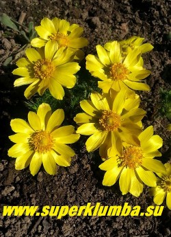 АДОНИС ВЕСЕННИЙ (Adonis vernalis) Цветы крупным планом. НОВИНКА! ЦЕНА 500 руб (делёнка)