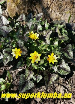 ЧИСТЯК ВЕСЕННИЙ "Бремблинг» (Ranunculus ficaria «Brambling») Простые цветы этого сорта с лихвой компенсируются фантастически красивой, яркой, все время меняющейся листвой. Эфемероид- летом листва исчезает. Высота 10-15см, цветение апрель-май. НОВИНКА! ЦЕНА 300 руб (делёнка)