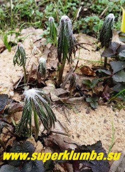 КАКАЛИЯ БОРЦОВОЛИСТНАЯ (Syneilesis/Cacalia aconitifolia) Молодые весенные листочки покрыты шелковистыми, тонкими, белыми волосками и похожи на диковинные пушистые грибы сморчки. Позже они раскрываются подобно серебристому зонтику, закругленными, до 30см в поперечнике и глубоко разрезанными на 7-9 копьевидных, зазубренных долек. Серовато зеленый цвет постепенно меняется до темно-зеленого. НОВИНКА! ЦЕНА 350 руб