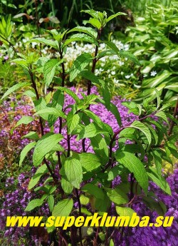 МЯТА ТАЙ (Mentha Thai)
с непревзойденным ароматом, которая часто применяется в различных острых салатах тайской кухни, помогает при проблемах с пищеварением, также освежают дыхание. Листочки добавляют чуть горьковатый вкус к мясному и рыбному салату. НОВИНКА! ЦЕНА 200 руб (делёнка)