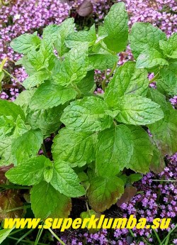 МЯТА ПЕРЕЧНАЯ Ф. ЦИТРАТА ГРЕЙПФРУТ (Mentha х piperita f. Citrata Grapefruit) листва крупным планом. НОВИНКА! ЦЕНА 200 руб (делёнка)