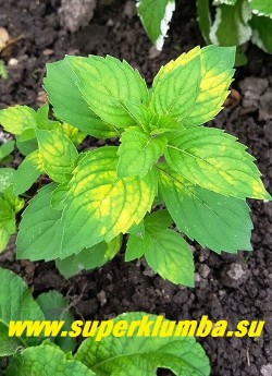 МЯТА ДЖИНДЖЕР МИНТ /ИМБИРНАЯ (Mentha х gentilis Ginger Mint) Как и все мяты предпочиает светлое, солнечное место, где золотистая окраска усиливается и становится ярче. На фото кустик в полутени под яблоней. НОВИНКА! ЦЕНА 250руб (делёнка)