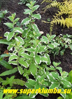 МЯТА ДУШИСТАЯ «ВАРИЕГАТА» (Mentha suaveolens Variegata) НОВИНКА! ЦЕНА 200 руб (делёнка)