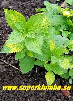 МЯТА ДЖИНДЖЕР МИНТ /ИМБИРНАЯ (Mentha х gentilis Ginger Mint) Нарядный сорт с аккуратными густыми кустиками 30-45см в высоту. Листочки небольшие светлозеленые с золотыми штрихами и черточками и пурпурными стеблями с сильным ароматом имбиря. НОВИНКА! ЦЕНА 250руб (делёнка)