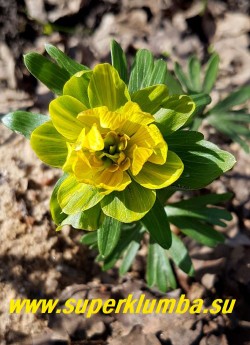 ЭРАНТИС ЗИМНИЙ «Флоре плено» (Eranthis hyemalis Flore Pleno») Крупные красивые махровые цветы лимонно-желтого цвета на высоких до 15м высотой цветоносах. ЭФЕМЕРОИД. НОВИНКА! НЕТ В ПРОДАЖЕ.