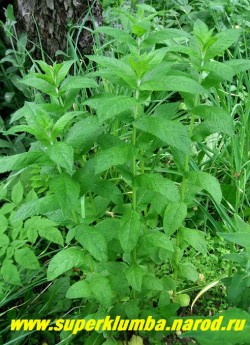 МЯТА ДЛИННОЛИСТНАЯ (Mentha longifolia) Мята с удлиннеными листочками с приятным нежным ароматом и вкусом, Оно обладает антисептическими, болеутоляющими свойствами, улучшает пищеварение. Широко используется в кулинарии. Высота куста до 100 см, ЦЕНА 100- 150 руб (деленка)