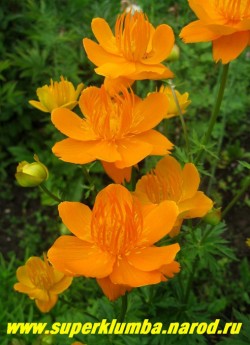 КУПАЛЬНИЦА ЛЕДЕБУРА (Trollius ledebourii) Цветы крупным планом. ЦЕНА 200 руб (делёнка)