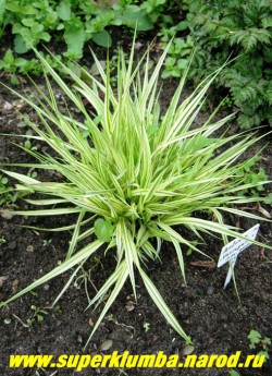 МОЛИНИЯ ГОЛУБАЯ "Вариегата" (Molinia coerulea var. variegata) светло-зеленая листва с продольными широкими кремово-белыми полосами , формирует аккуратный кустик высотой до 40 см, неприхотлива и зимостойка , но нарастает не спеша. ЦЕНА 250 руб