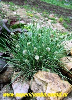 цветет СЕСЛЕРИЯ БЛЕСТЯЩАЯ (Sesleria nitida) Цветет весной округлыми пушистыми метелками, напоминающими "заячьи хвостики" . В начале цветения цветоносы короткие, затем вытягиваются до 25 см в длину. ЦЕНА 250 руб (1 дел) НЕТ НА ВЕСНУ