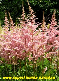 АСТИЛЬБА "ЭРИКА" (Astilbe "Erica") розовые крупные пышные соцветия на высоких стеблях , высота 70-80 см, среднепоздняя, мощная, идеально сочетается с сортом "Пич Блоссом" по фактуре и размеру. ЦЕНА 150-200 руб.(делёнка)