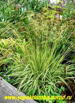 МОЛИНИЯ ГОЛУБАЯ "Вариегата" (Molinia coerulea var. variegata) на фотографии цветущий кустик . Перистые соцветия появляются на молинии в августе. ЦЕНА 250 руб НЕТ В ПРОДАЖЕ