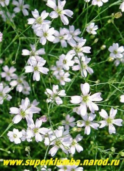 ПЕТРОРАГИЯ КАМНЕЛОМКОВАЯ (Petrorhagia saxifraga) Ажурные воздушные кустики петрорагии очень украшают каменистые садики, передний план цветника. Зимостойка. Предпочитает солнечное местоположение с хорошо дренированными, бедными, песчаными почвами. ЦЕНА 150-250 руб.