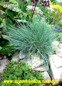 СЕСЛЕРИЯ БЛЕСТЯЩАЯ (Sesleria nitida) Многолетний полувечнозеленый злак, листья сизо-зеленые, прямые, жесткие, образуют кочку высотой 10-12см. Зимостойка, но нуждается в хорошем дренаже. Красива на горке и рокарии. ЦЕНА 250 руб (1 дел) НЕТ НА ВЕСНУ