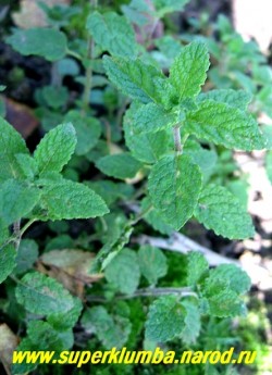 МЯТА "ЗЕМЛЯНИЧНАЯ" (Mentha species Erdbeerminze) листва крупным планом. НОВИНКА! ЦЕНА 200 (деленка )