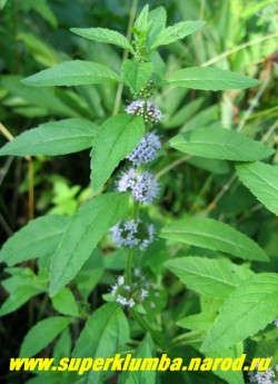 МЯТА ПОЛЕВАЯ (Mentha arvensis) лечебная и пряность, используют как болеутоляющее и противовоспалительное при головных болях и невралгиях, как успокаивающее в составе ванн и настоев. В кулинарии используют в небольших количествах; для приготовления тонизирующих напитков, высота до 30 см, ЦЕНА 100 руб (деленка)