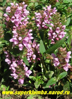 ЧЕРНОГОЛОВКА КРУПНОЦВЕТКОВАЯ (Prunella grandiflora) почвопокровное растение до 30 см высотой. Листья яйцевидные иногда перисто-рассеченные. Сиренево-розовые цветки собраны в колосовидные соцветия . Цветет с июня по август. НЕТ В ПРОДАЖЕ