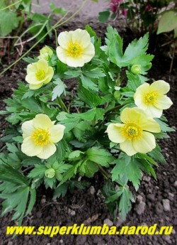 КУПАЛЬНИЦА РЫХЛАЯ (Trollius laxus var. albiflorus) миниатюрная всего 12-20 см в высоту. Цветы около 4 см в диаметре кремового цвета. Цветет с апреля по июнь. НОВИНКА! РЕДКОЕ! ЦЕНА 400 руб (делёнка)
 НЕТ В ПРОДАЖЕ