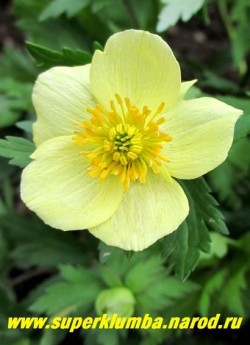 КУПАЛЬНИЦА РЫХЛАЯ (Trollius laxus var. albiflorus) цветок крупным планом. Листья этого вида красиво пальчато вырезаны. После цветения, листья резко увеличиться в размерах НОВИНКА! РЕДКОЕ! ЦЕНА 400 руб (делёнка) 
НЕТ В ПРОДАЖЕ