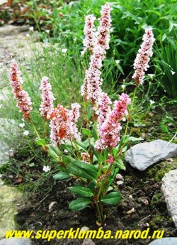 ГОРЕЦ РОДСТВЕННЫЙ (Polygonum affine) Цветки бледно-розовые, к концу цветения розовато-красные, собраны в плотные колосовидные соцветия 6-10 см длиной. Цветет с мая 80-90 дней. Неприхотлив, но не любит застойных грунтовых вод. ЦЕНА 250 руб. НЕТ НА ВЕСНУ