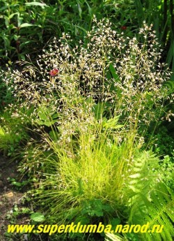 цветет ЛУГОВИК ИЗВИЛИСТЫЙ "Татра голд" или ЩУЧКА (Deschampsia flexuosa "Tatra gold") цветет в июле кружевными светло-бронзовыми соцветиями на высоких цветоносах , напоминающие "кукушкины слезки" . ЦЕНА 300 руб ( кустик)